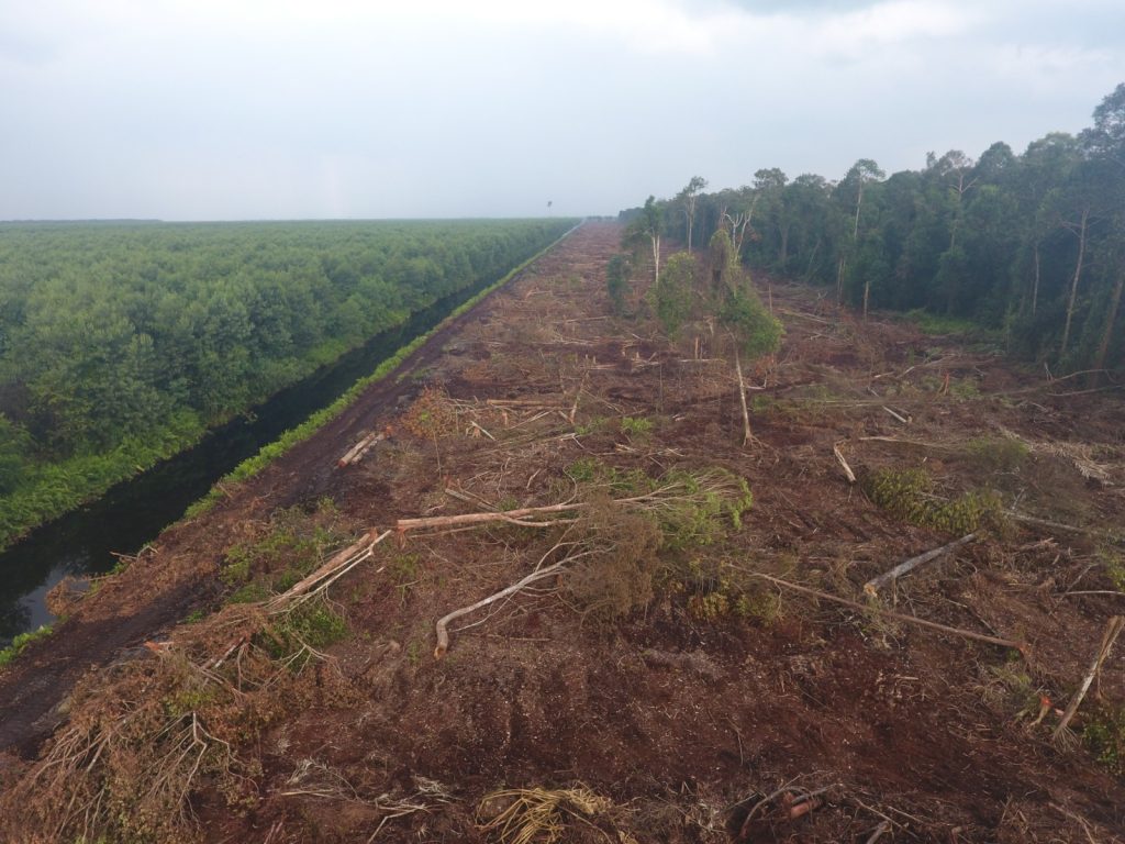 Sinarmas Grup Menadah dan Menampung Kayu Alam dari Sumber Ilegal