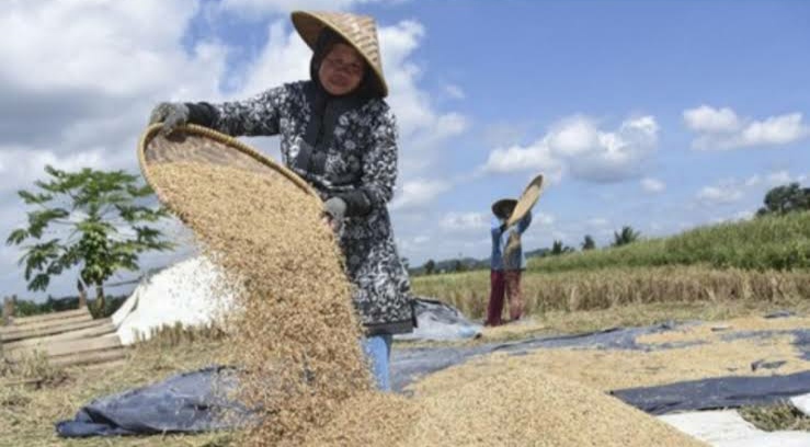 Cadangan Beras Nasional Naik 4 Juta Ton, Harga Gabah Kering Bikin Petani Senyum