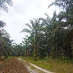 Ahli Waris Batin Putih Ingin Bertemu Eks Bupati Pelalawan Azmun Jaafar, Ucok : Dimana Lahan Ayahku?