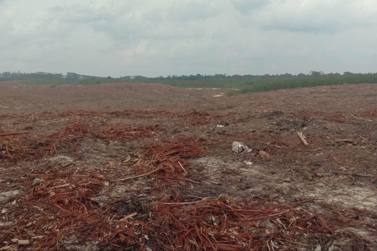 Masyarakat Sebut PT Arara Abadi Tak Patuhi Putusan MA: Penebangan Masih Tetap Berjalan