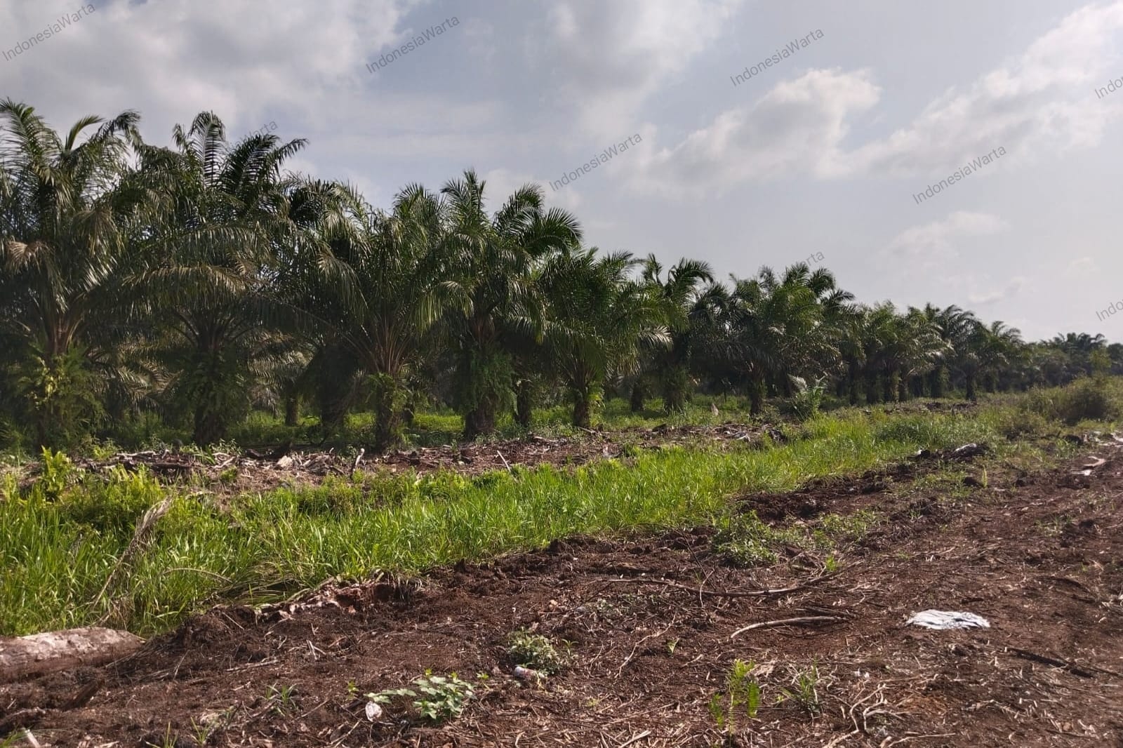300 Hektare Lahan Pemkab Pelalawan Dikapling-kapling dan Ditanami Sawit