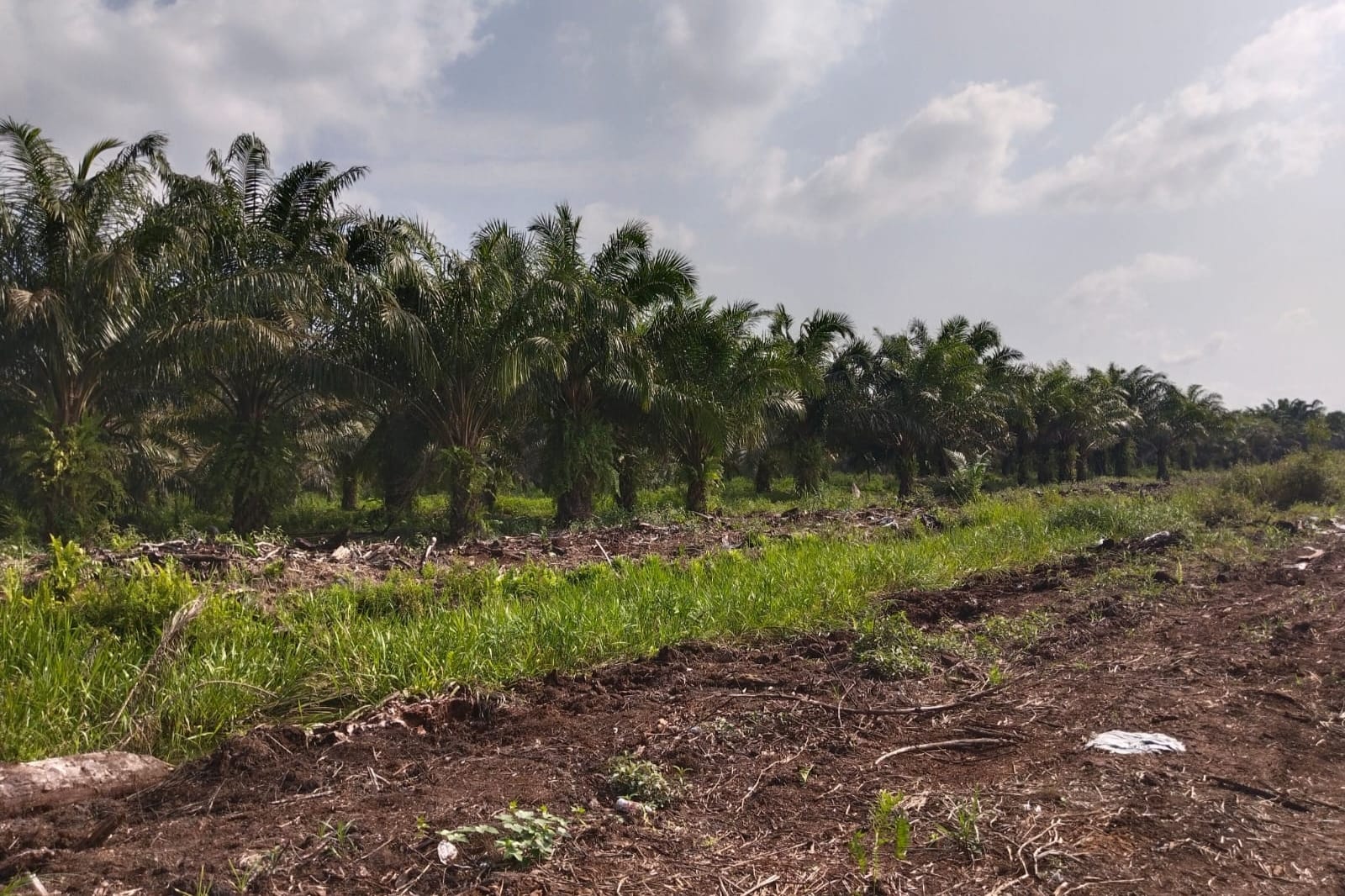 Dugaan Jual Beli Lahan 300 Hektare di Rantau Baru, Aset Pemda Pelalawan Dipertanyakan