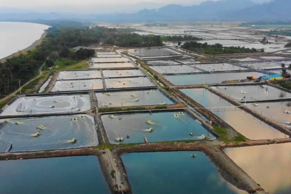 Tambak Udang Tanpa Kajian, Mangrove Bengkalis di Ujung Kerusakan