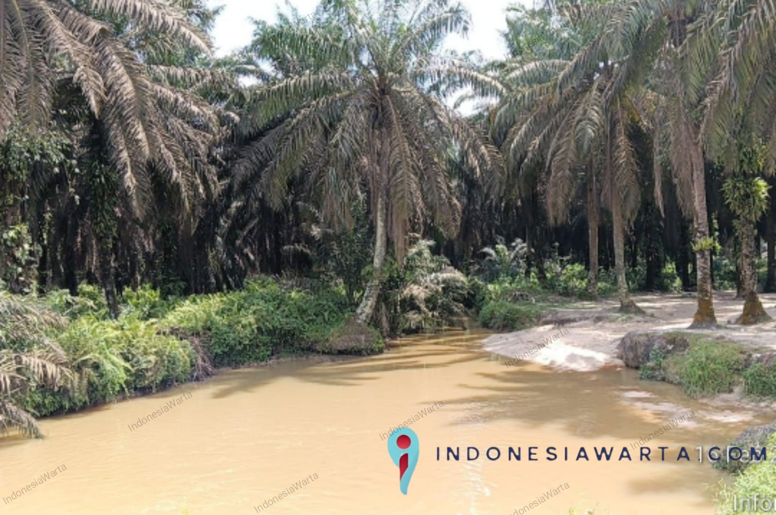 Dugaan Perusakan Sempadan Sungai Tanglo, Warga Minta Polda Riau Periksa PT SLS