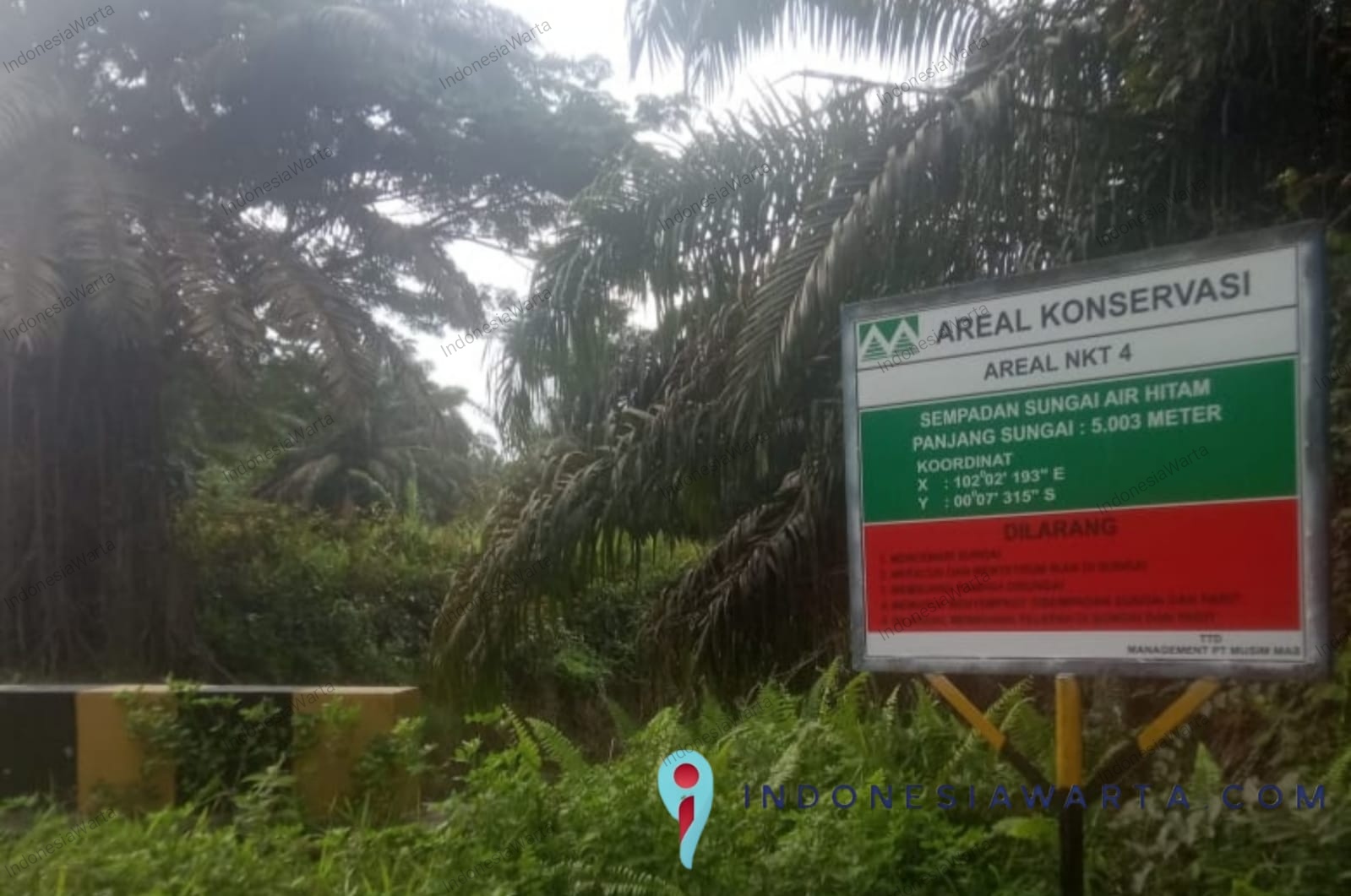 Perkara Musim Mas Mengungkap Problem Tata Kelola Lingkungan di Pelalawan