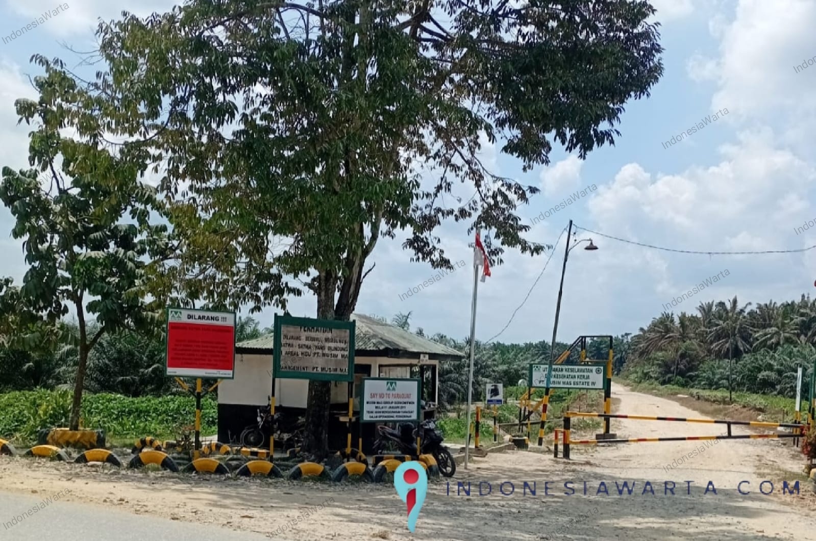 Raksasa Sawit Diproses Hukum: Perkara Pidana Lingkungan tidak Menjerat Individu