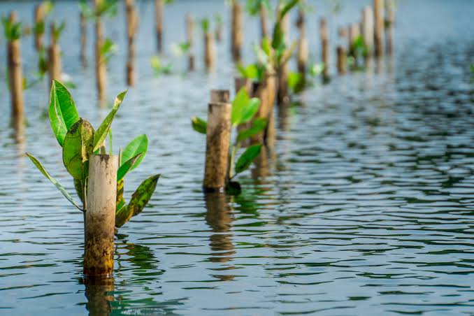 Menanam Mangrove adalah Hal Mudah; Membuatnya Tetap Hidup, Itu Soal Lain